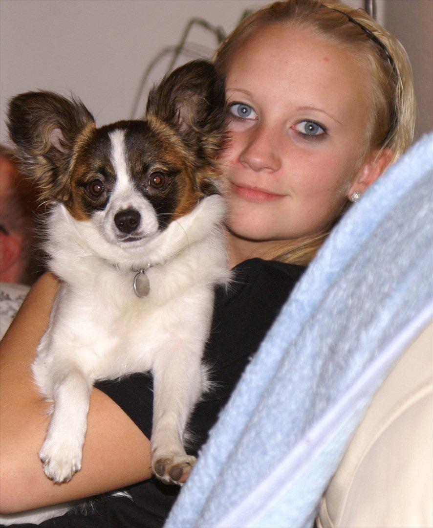 Papillon Candy *R.I.P.* billede 11