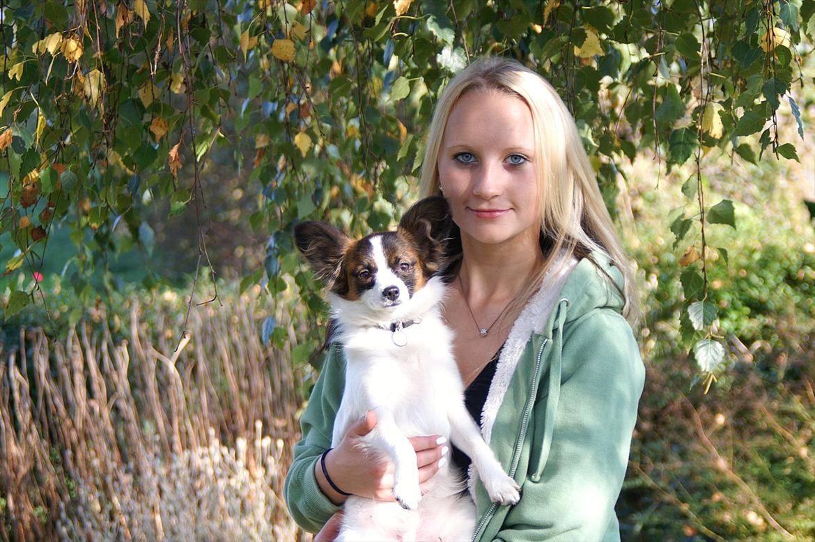 Papillon Candy *R.I.P.* - vi leger lige fotomodeller :D  billede 12