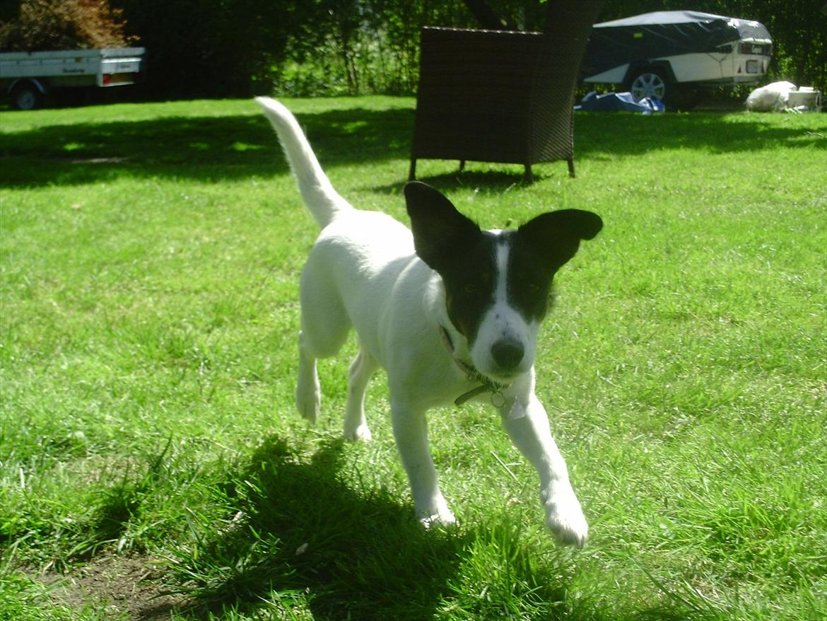 Dansk svensk gaardhund Lady billede 2