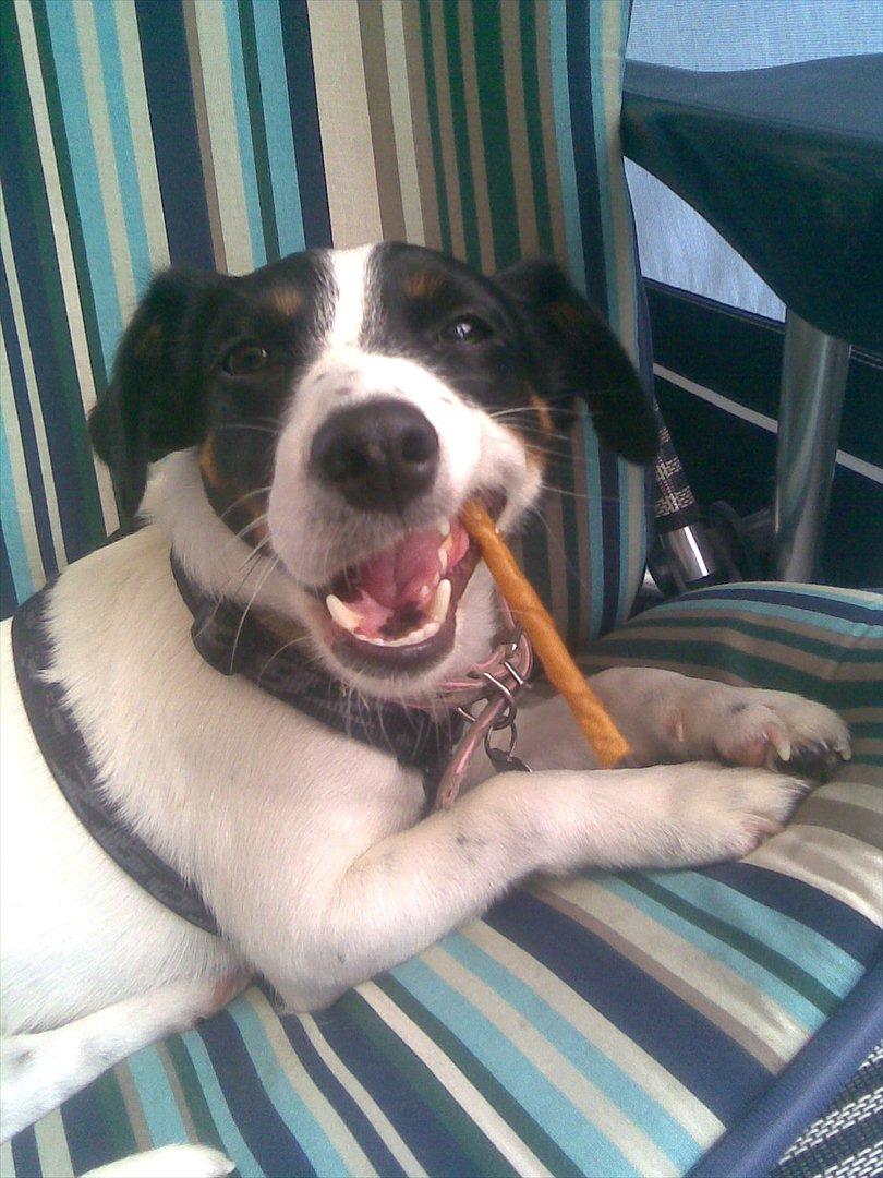 Dansk svensk gaardhund Lady billede 10