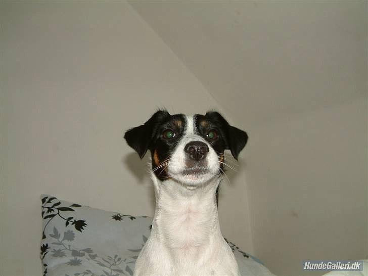 Dansk svensk gaardhund Lady billede 11