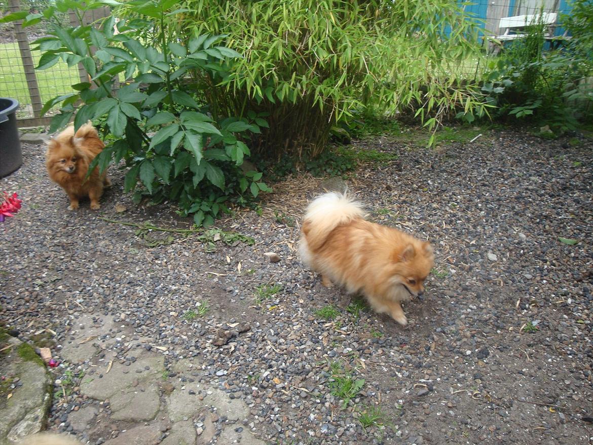Pomeranian Topsys Morgana MEN kaldes Mille - Mille med Jessieka i baggrunden i sommers på vores gårdsplads. billede 9