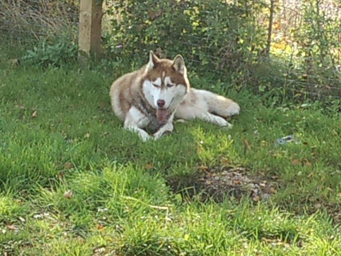 Siberian husky Zappa Hulduheims Supper billede 5