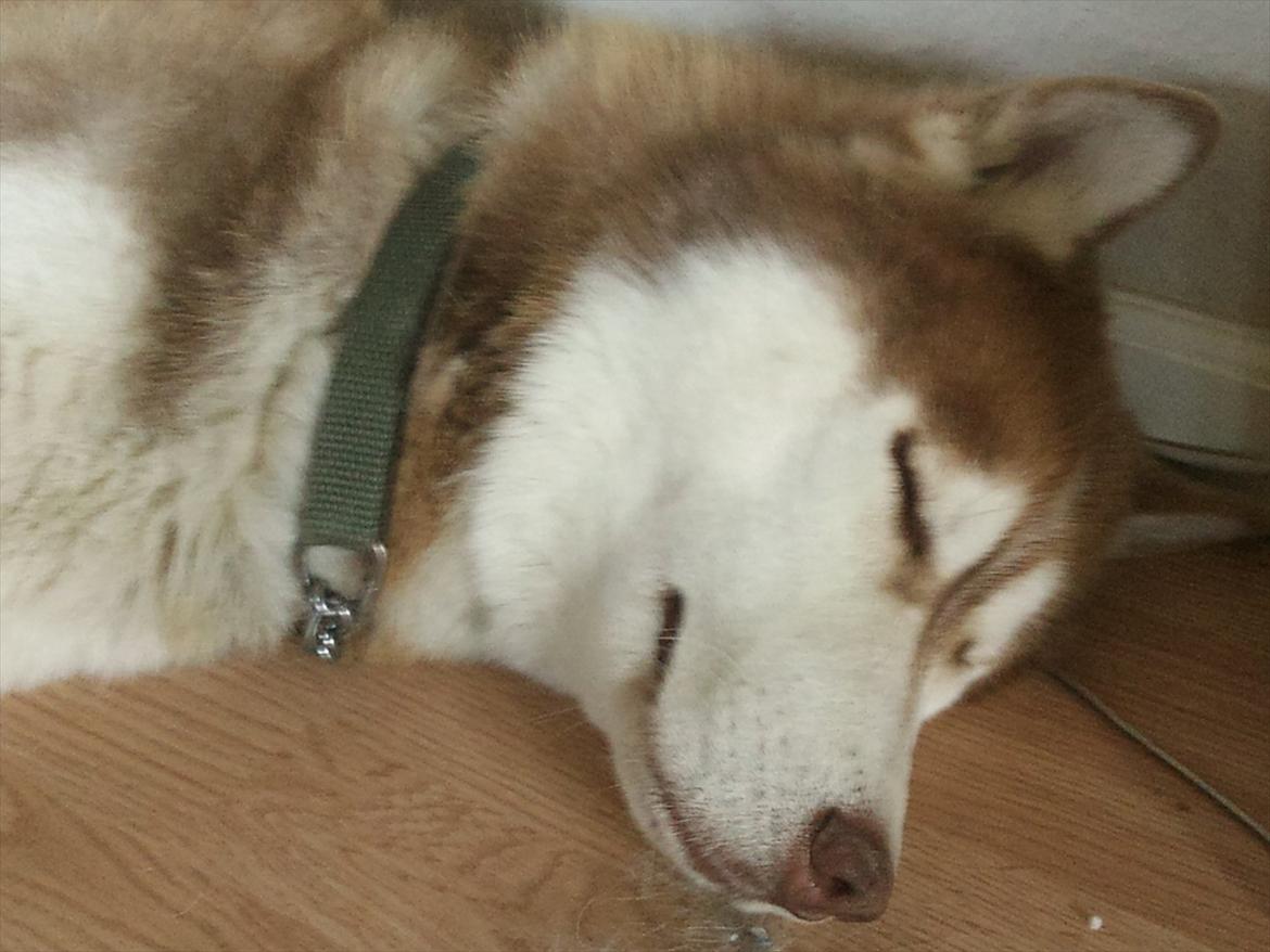 Siberian husky Zappa Hulduheims Supper billede 6