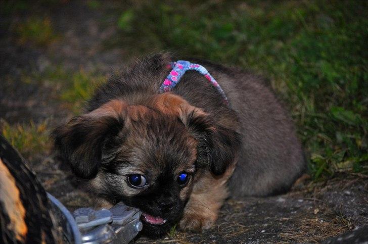 Blanding af racer Chihuahua/Pekingeser - Cosmo billede 10