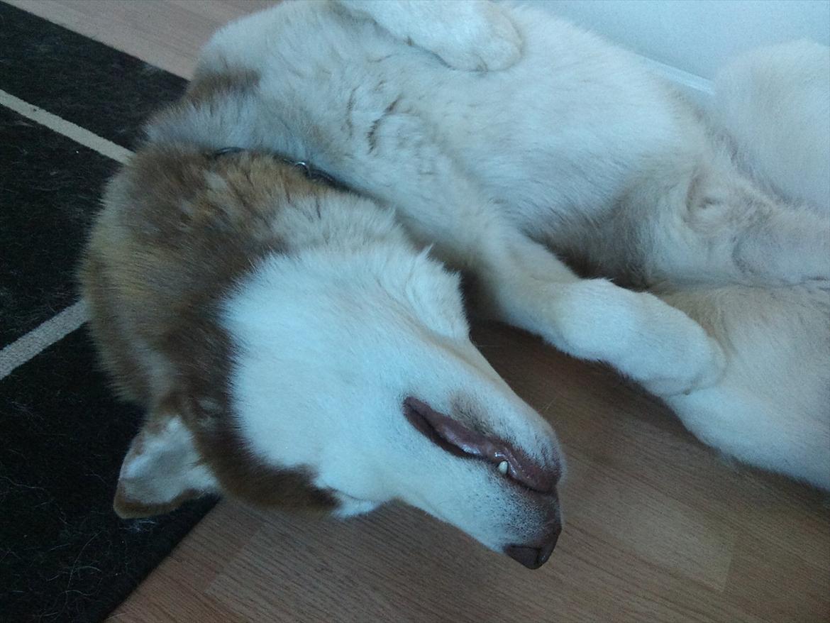 Siberian husky Zappa Hulduheims Supper billede 7