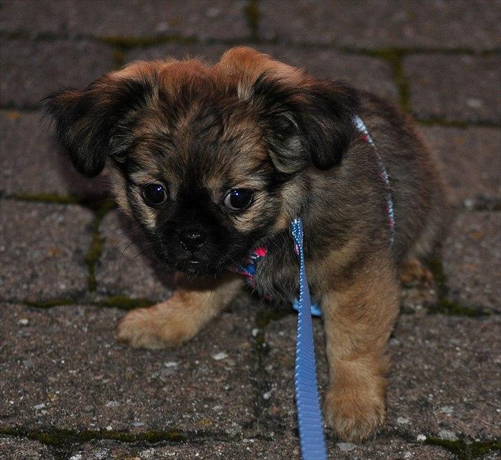 Blanding af racer Chihuahua/Pekingeser - Cosmo billede 17