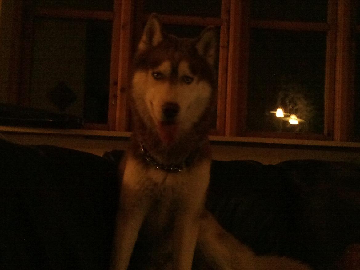 Siberian husky Zappa Hulduheims Supper billede 8