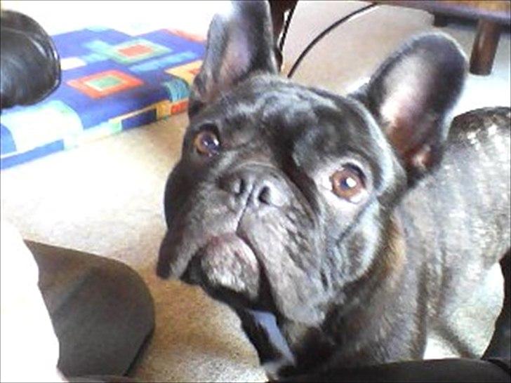 Fransk bulldog Anton billede 1