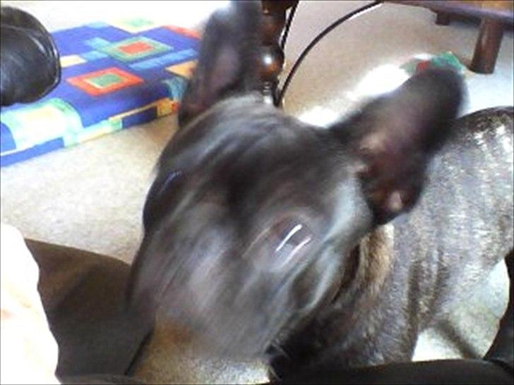 Fransk bulldog Anton billede 2