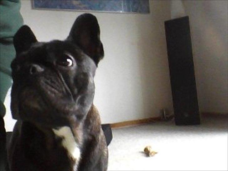 Fransk bulldog Anton billede 3