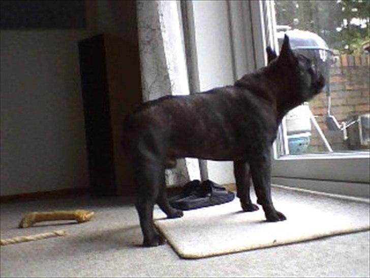 Fransk bulldog Anton billede 4