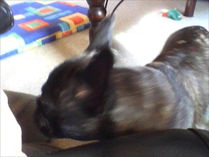 Fransk bulldog Anton billede 5