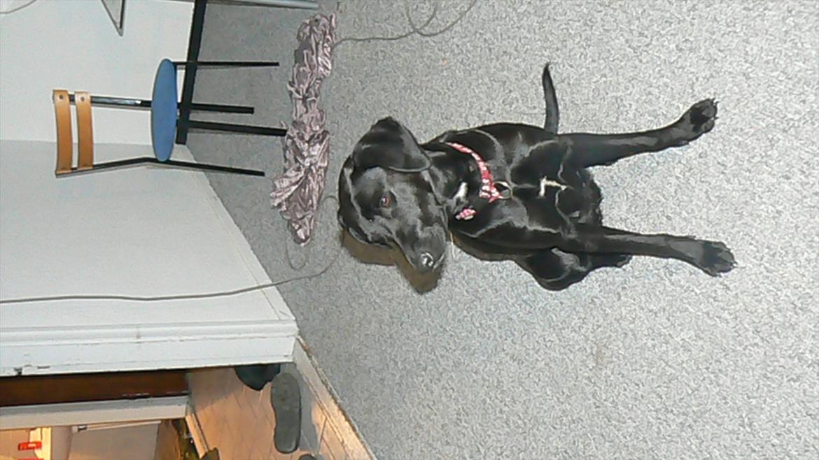 Labrador retriever dina billede 2