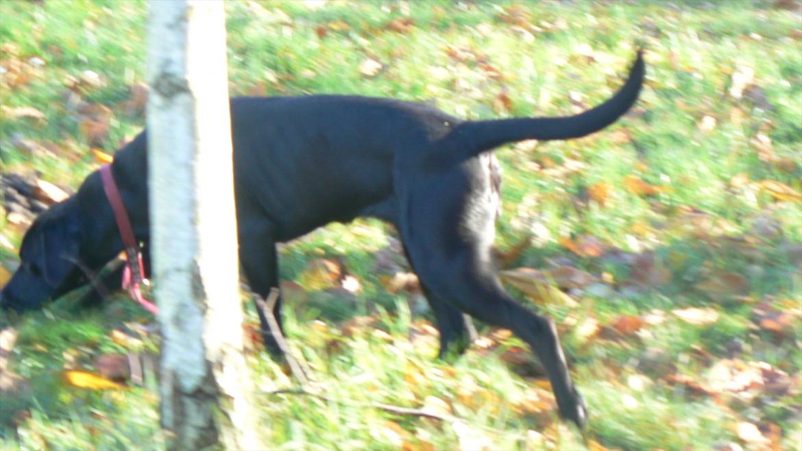 Labrador retriever dina billede 3