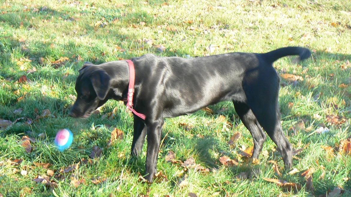 Labrador retriever dina billede 4