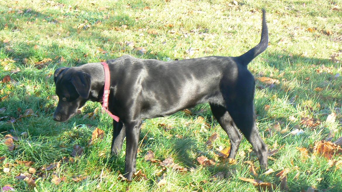 Labrador retriever dina billede 5