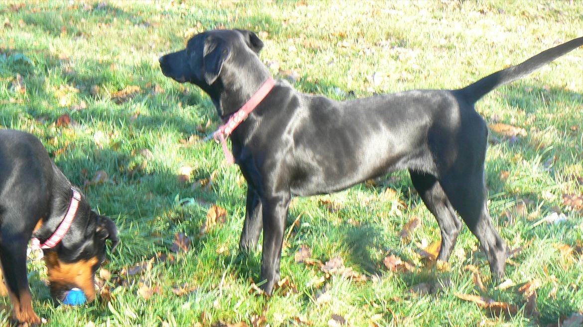 Labrador retriever dina billede 6