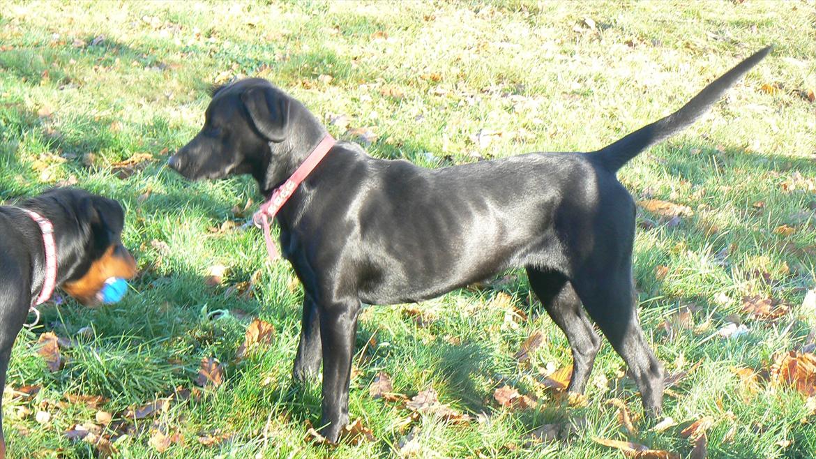 Labrador retriever dina billede 7