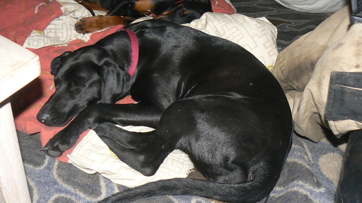 Labrador retriever dina billede 8