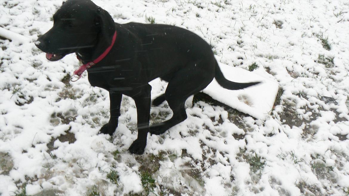 Labrador retriever dina billede 9