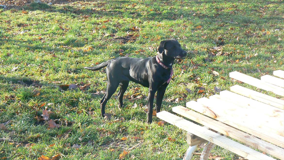 Labrador retriever dina billede 10