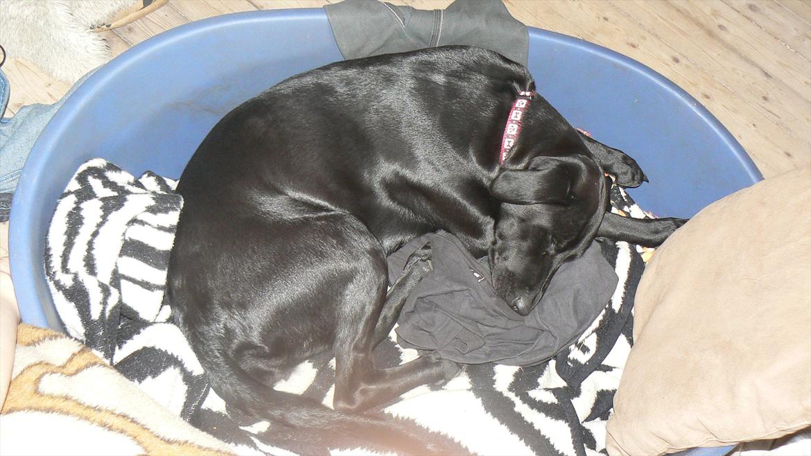 Labrador retriever dina billede 11