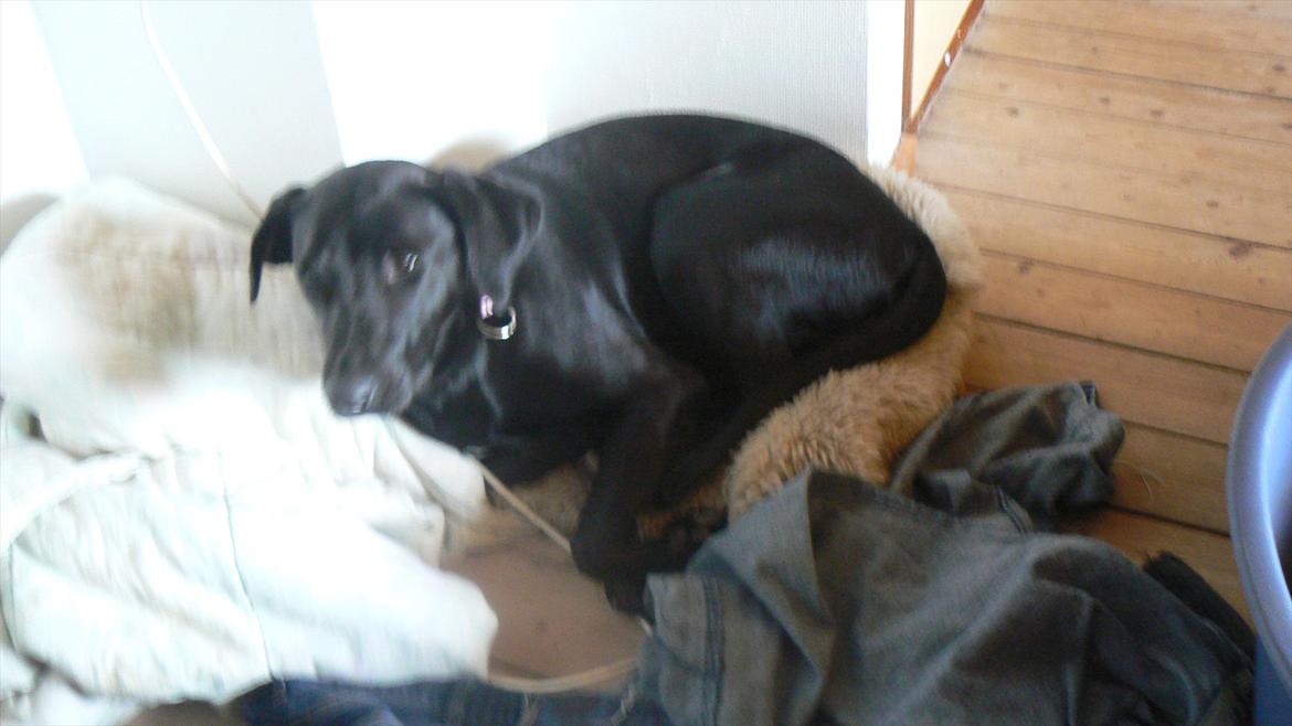 Labrador retriever dina billede 12