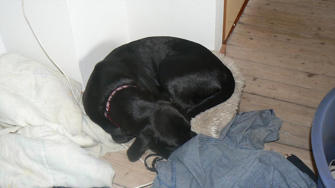 Labrador retriever dina billede 13