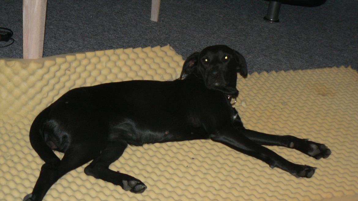 Labrador retriever dina billede 14