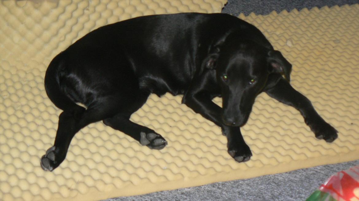 Labrador retriever dina billede 15