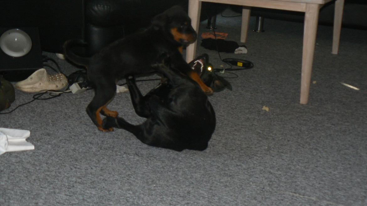 Labrador retriever dina billede 16