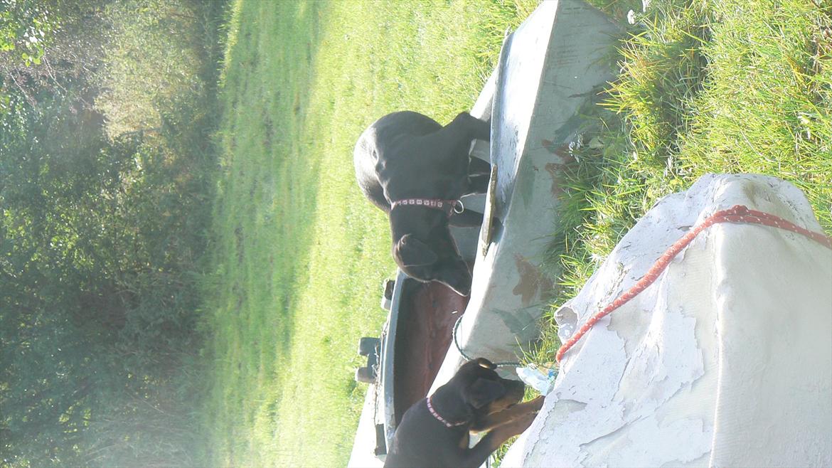 Labrador retriever dina billede 17