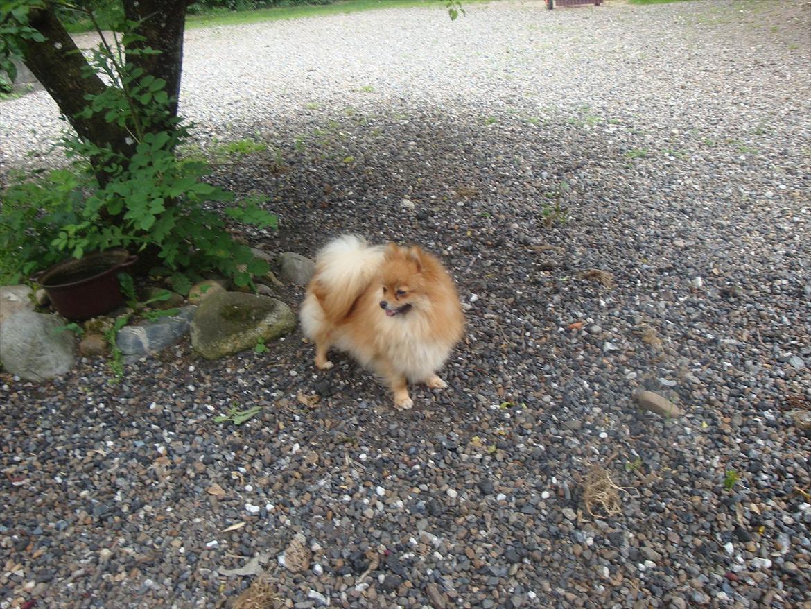 Pomeranian Topsys Morgana MEN kaldes Mille - hvem ser ud som ejer hun gårdspladsen.....jaahh Mille billede 3