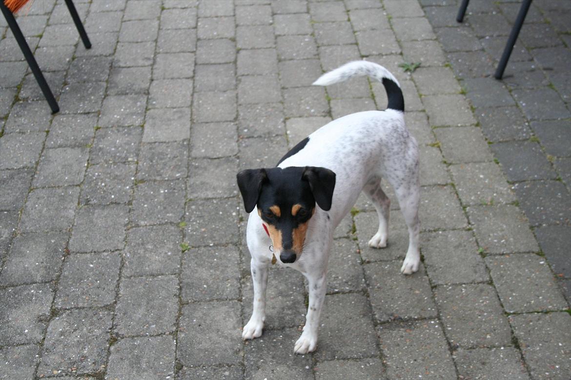 Dansk svensk gaardhund Trunte billede 1