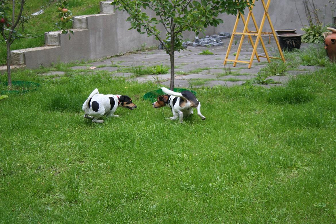 Dansk svensk gaardhund Trunte billede 7