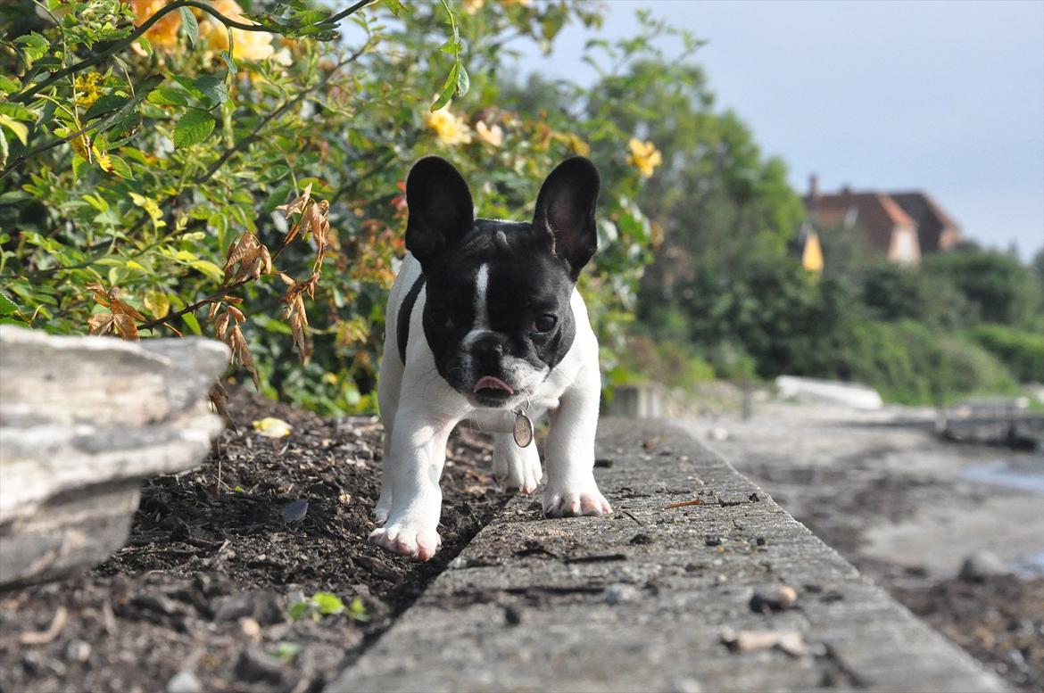 Fransk bulldog Filuca - ummmm kan se noget spændende... billede 11