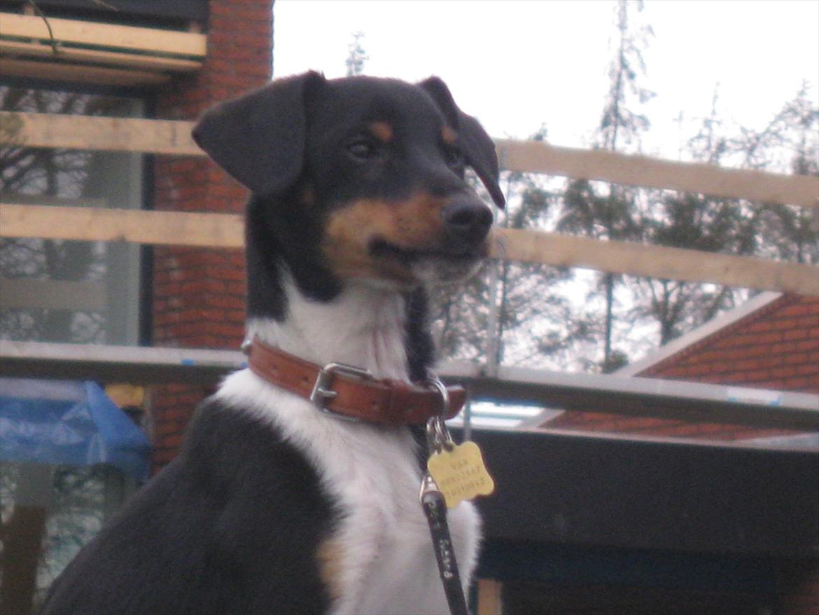 Dansk svensk gaardhund Vax billede 3