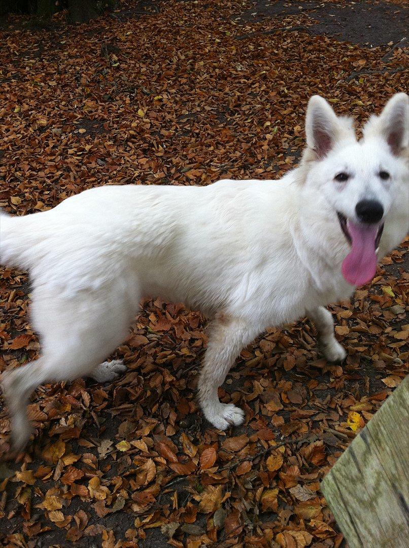 Hvid Schweizisk Hyrdehund Morris billede 15