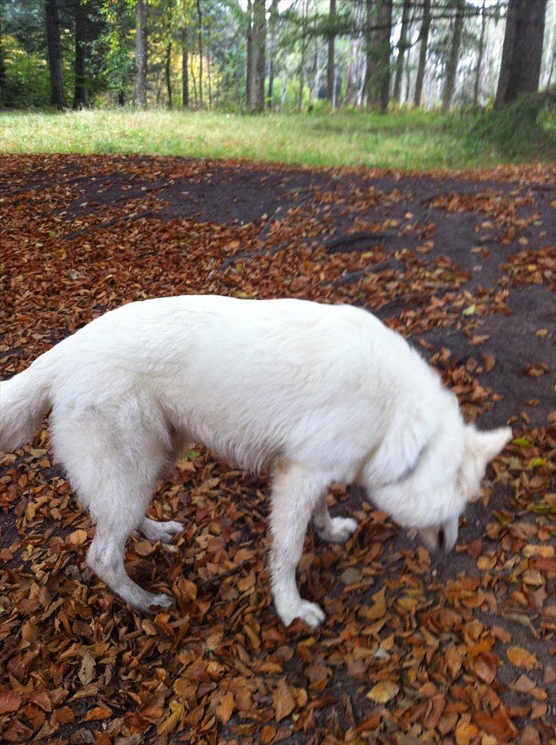 Hvid Schweizisk Hyrdehund Morris billede 16