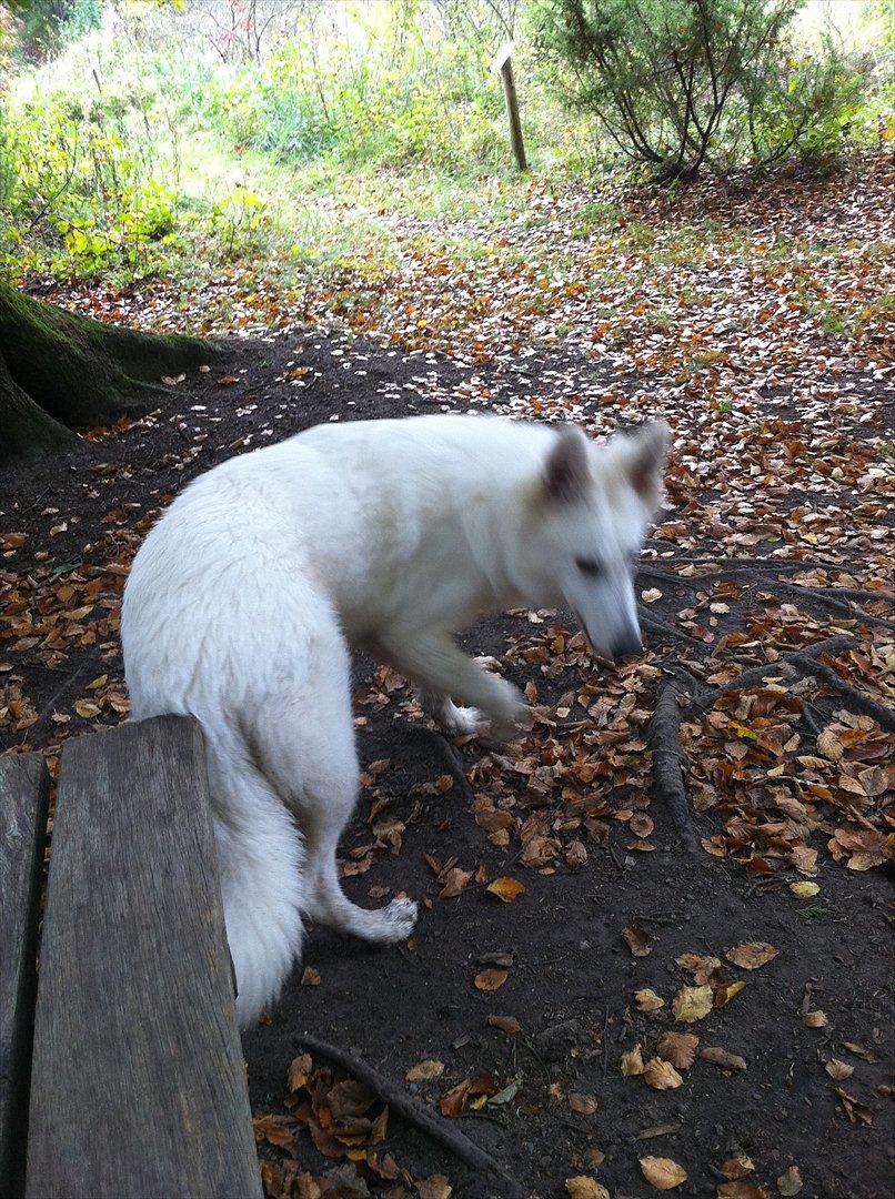 Hvid Schweizisk Hyrdehund Morris billede 17