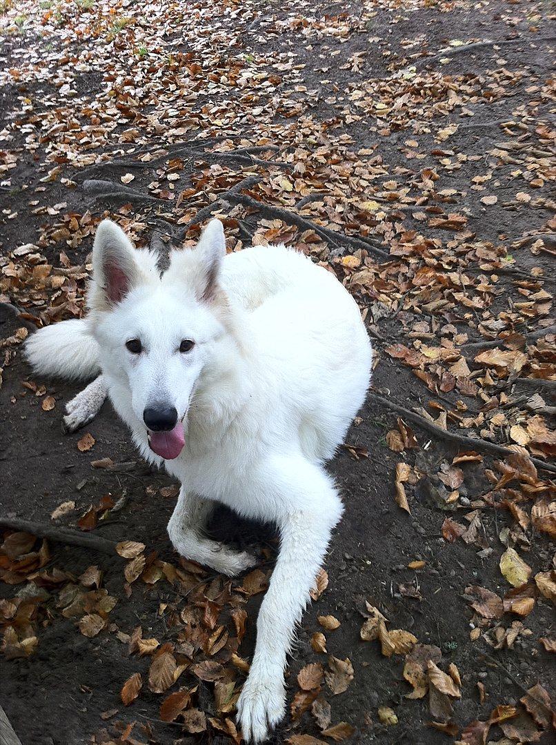 Hvid Schweizisk Hyrdehund Morris billede 19