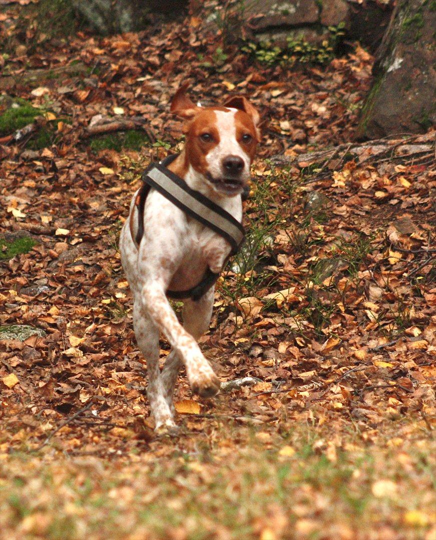 Blanding af racer Tazman - Oktober 2011 billede 14