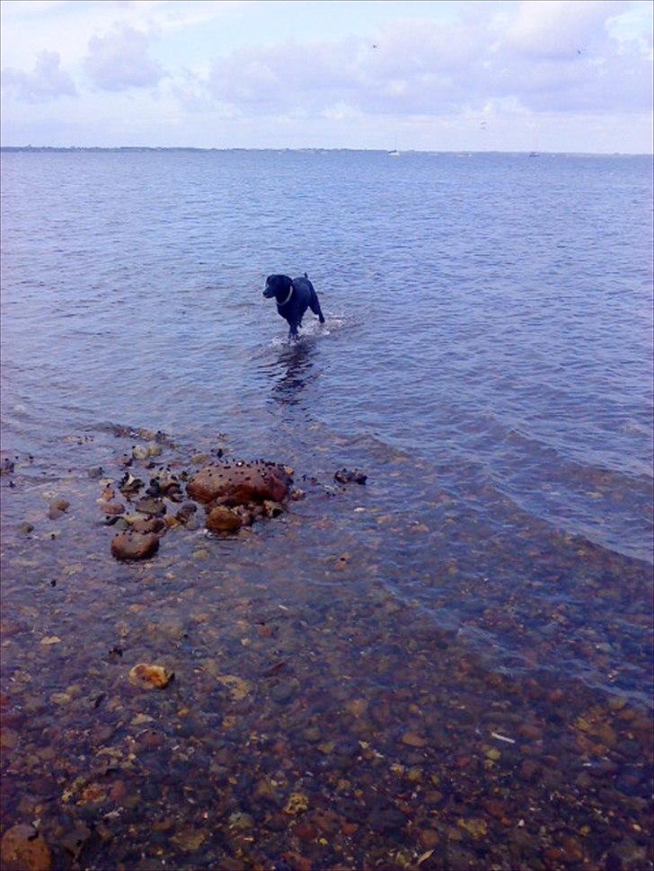 Blanding af racer Freja billede 6