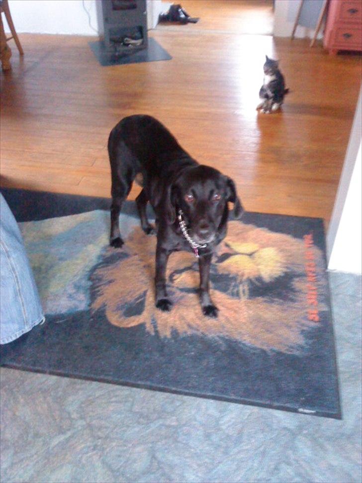 Blanding af racer Freja billede 9