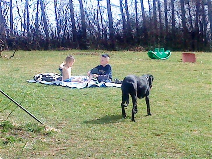 Blanding af racer Freja billede 10