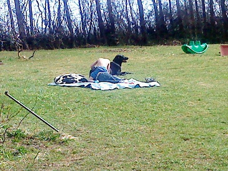 Blanding af racer Freja billede 11