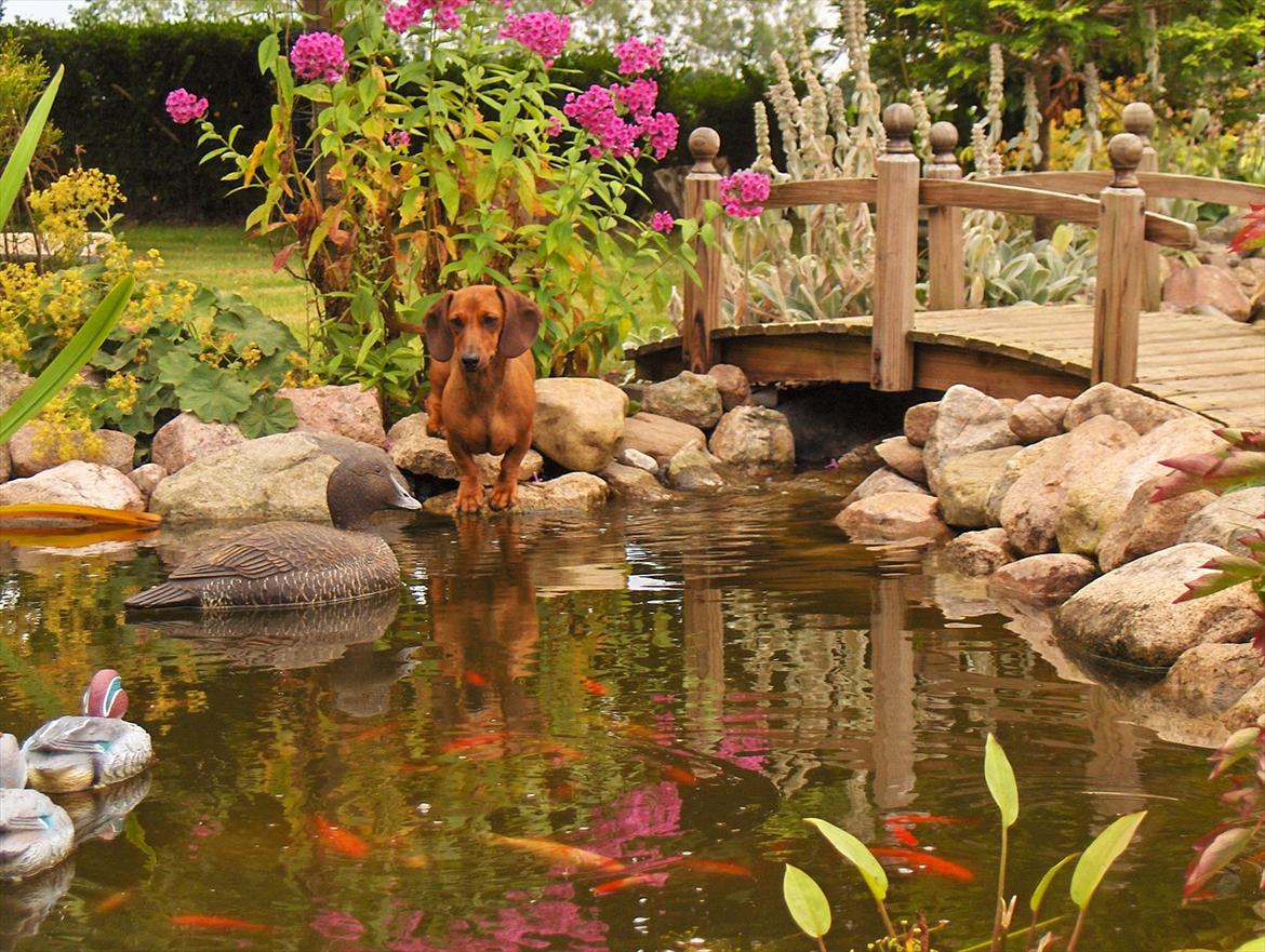 Dværggravhund Rimsmedens Sille-Mia billede 1