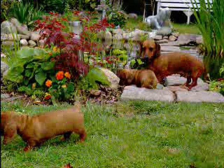 Dværggravhund Rimsmedens Sille-Mia billede 2