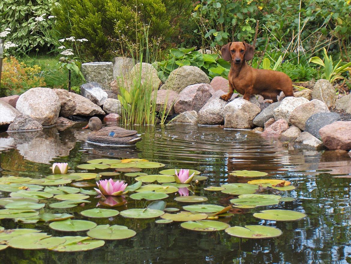 Dværggravhund Rimsmedens Sille-Mia billede 3